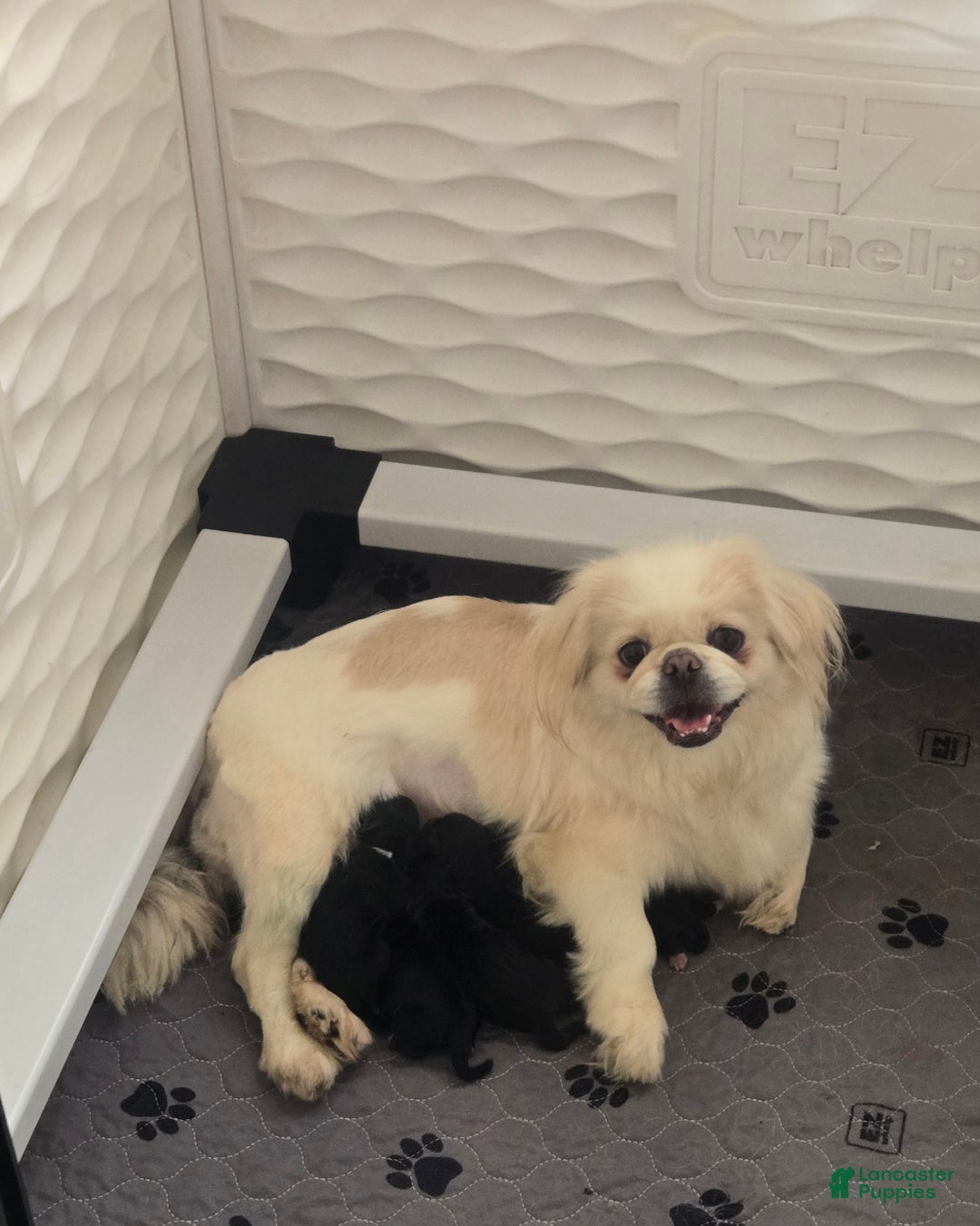 Pekingese dogs for sale: Morticia - Ad 7