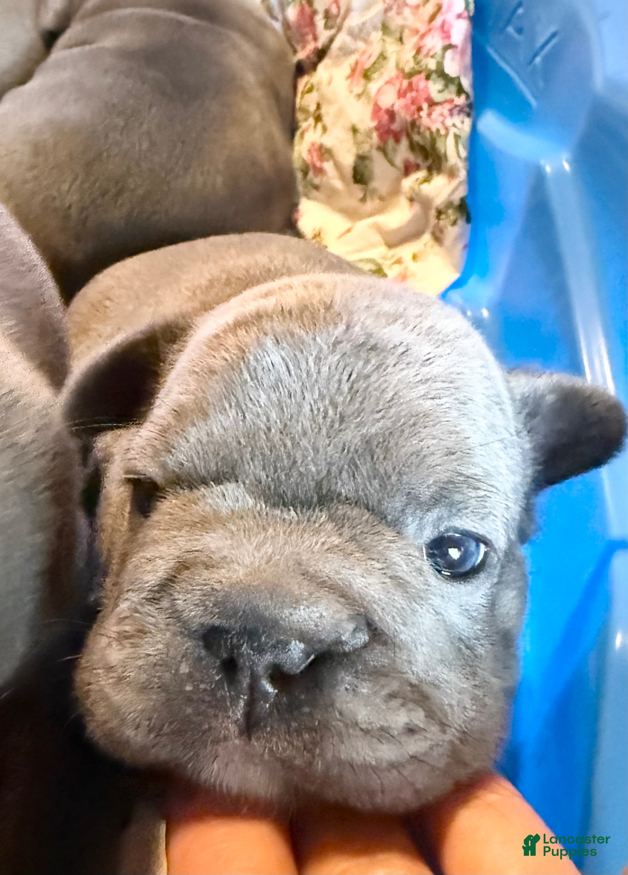 French Bulldog dogs French Bulldog 4 - Ad 26