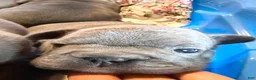 French Bulldog dogs for sale: French Bulldog 4 - Ad 1