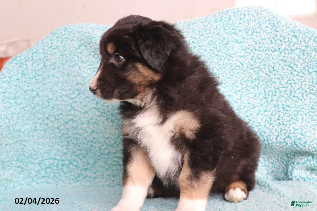 Australian Shepherd dogs for sale: Hank - Ad 4