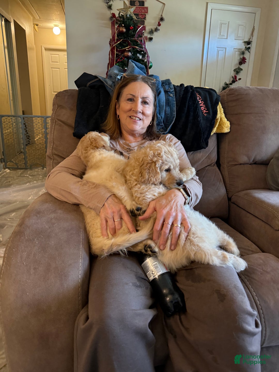 Goldendoodle dogs for sale: Goldendoodle Puppy 1 - Ad 12