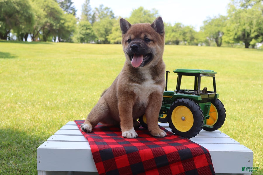 Shiba Inu dogs Blayne - Ad 2