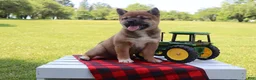 Shiba Inu dogs for sale: Blayne - Ad 2