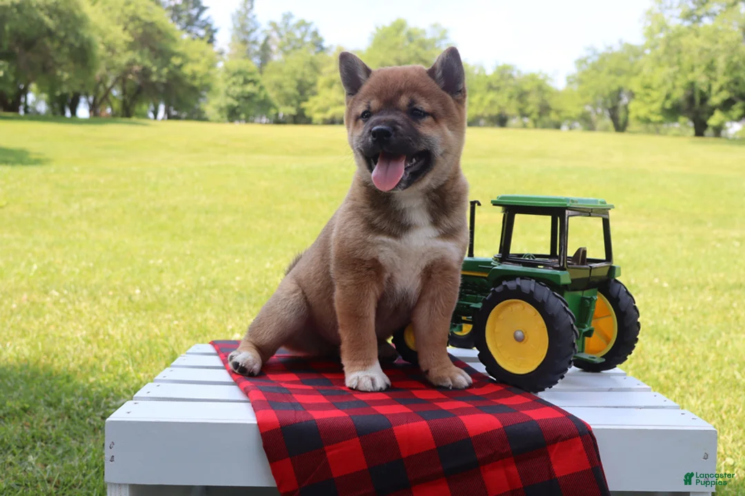 Shiba Inu dogs for sale: Blayne - Ad 2