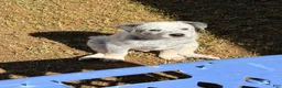 Australian Cattle Dog dogs for sale: Australian Cattle Dog 3 - Ad 3