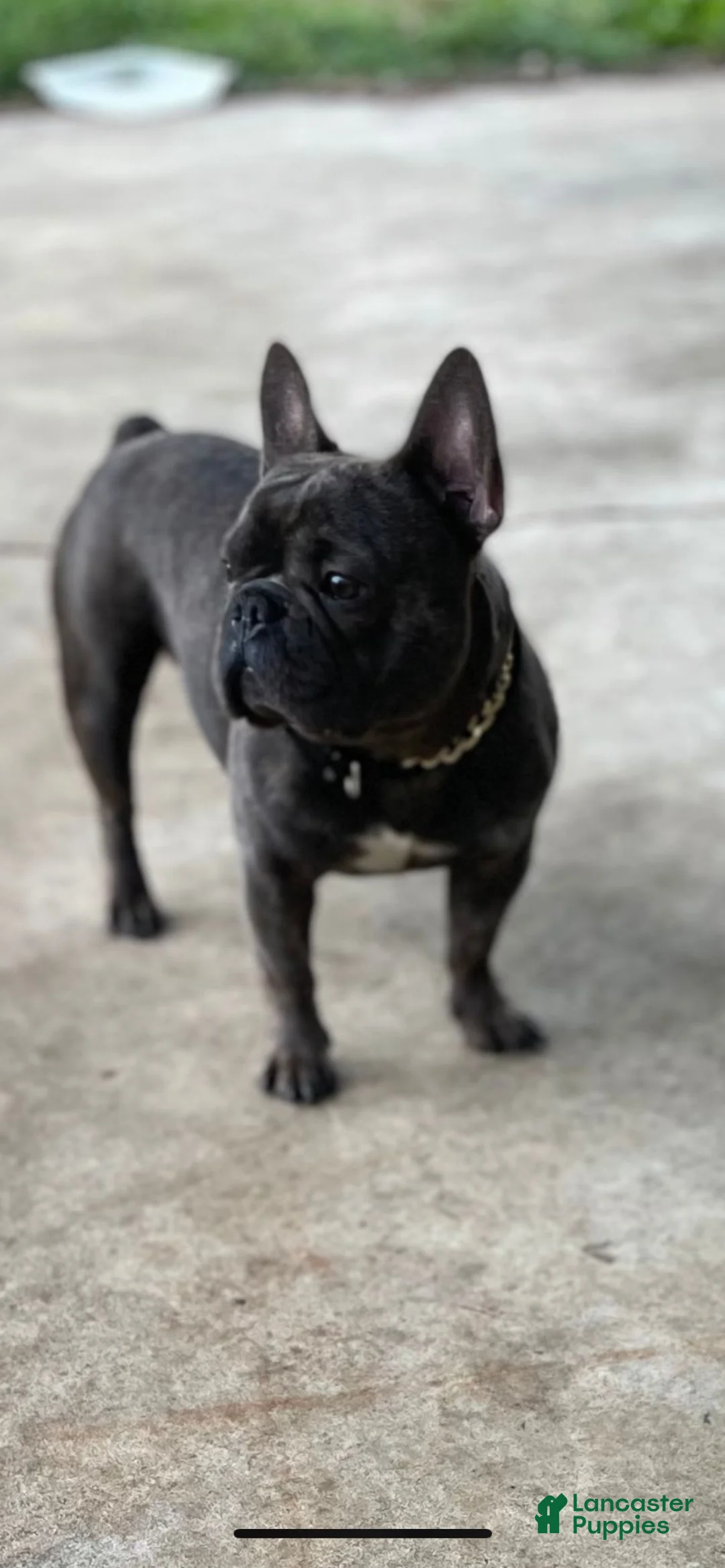 French Bulldog dogs for sale: French Bulldog 3 - Ad 7