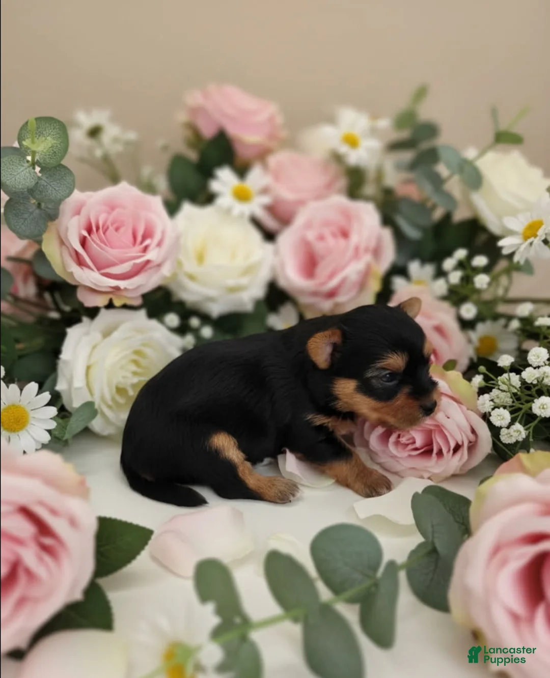 Yorkshire Terrier dogs for sale: Raven - Ad 1