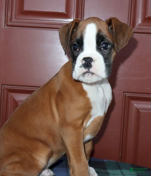 Boxer dogs Tyson - Champ lines - Ad 32