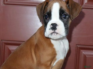 Boxer dogs Tyson - Champ lines - Ad 41