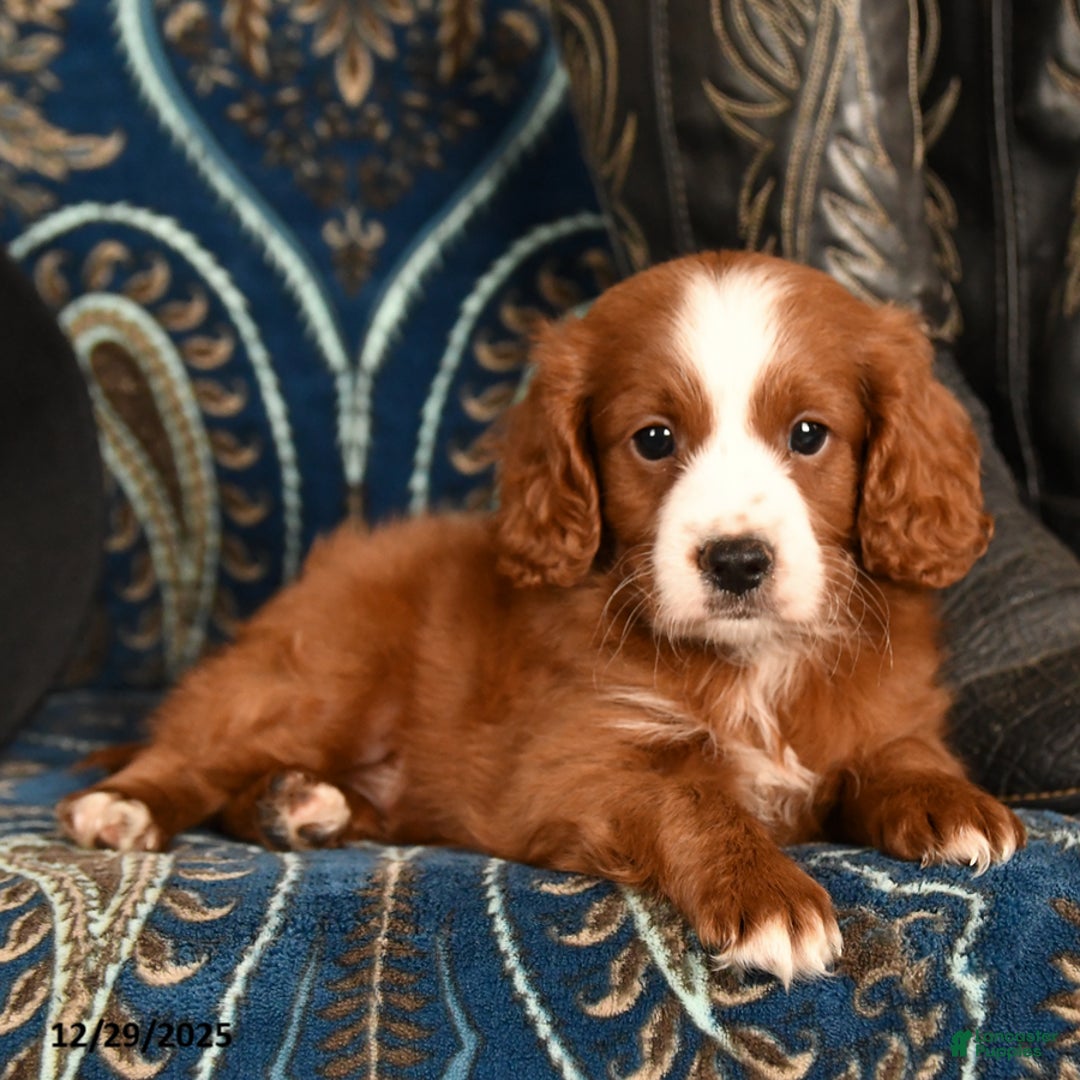Cavapoo dogs for sale: Cash - Ad 3