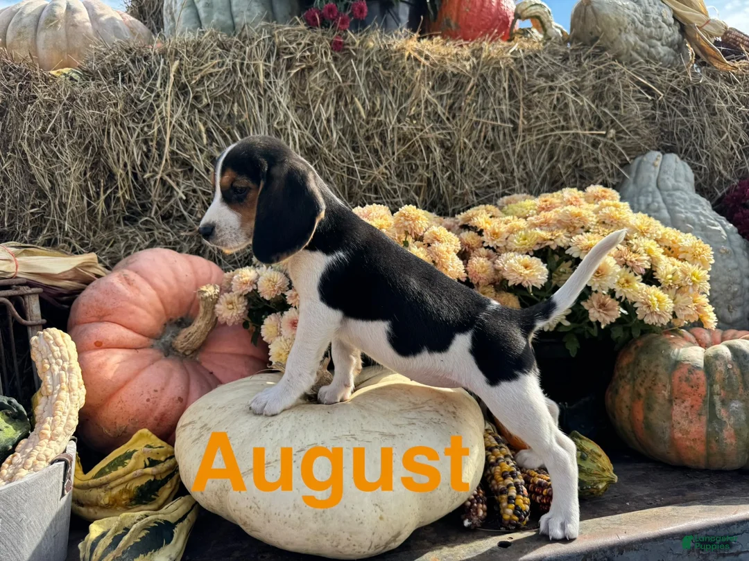Beagle dogs for sale: Beagle 2 - Ad 2
