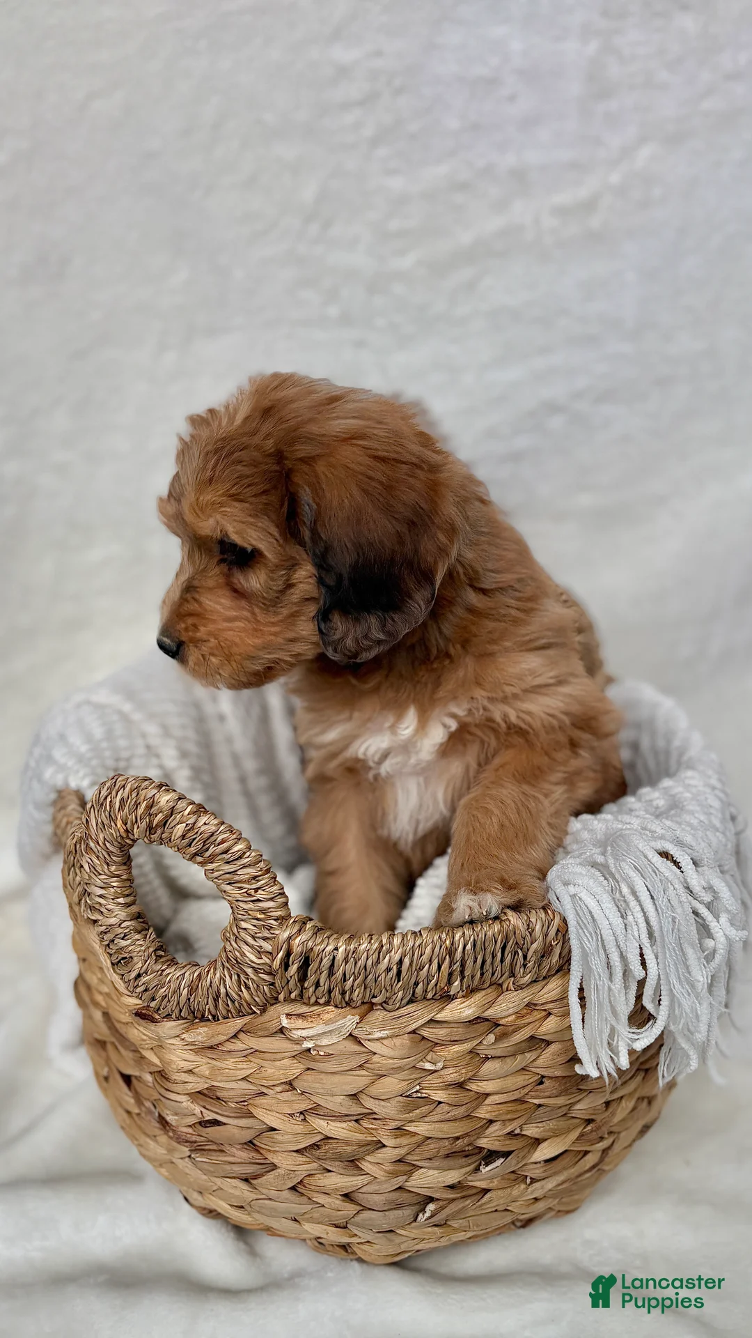 Bernedoodle dogs for sale: Coco - Ad 10