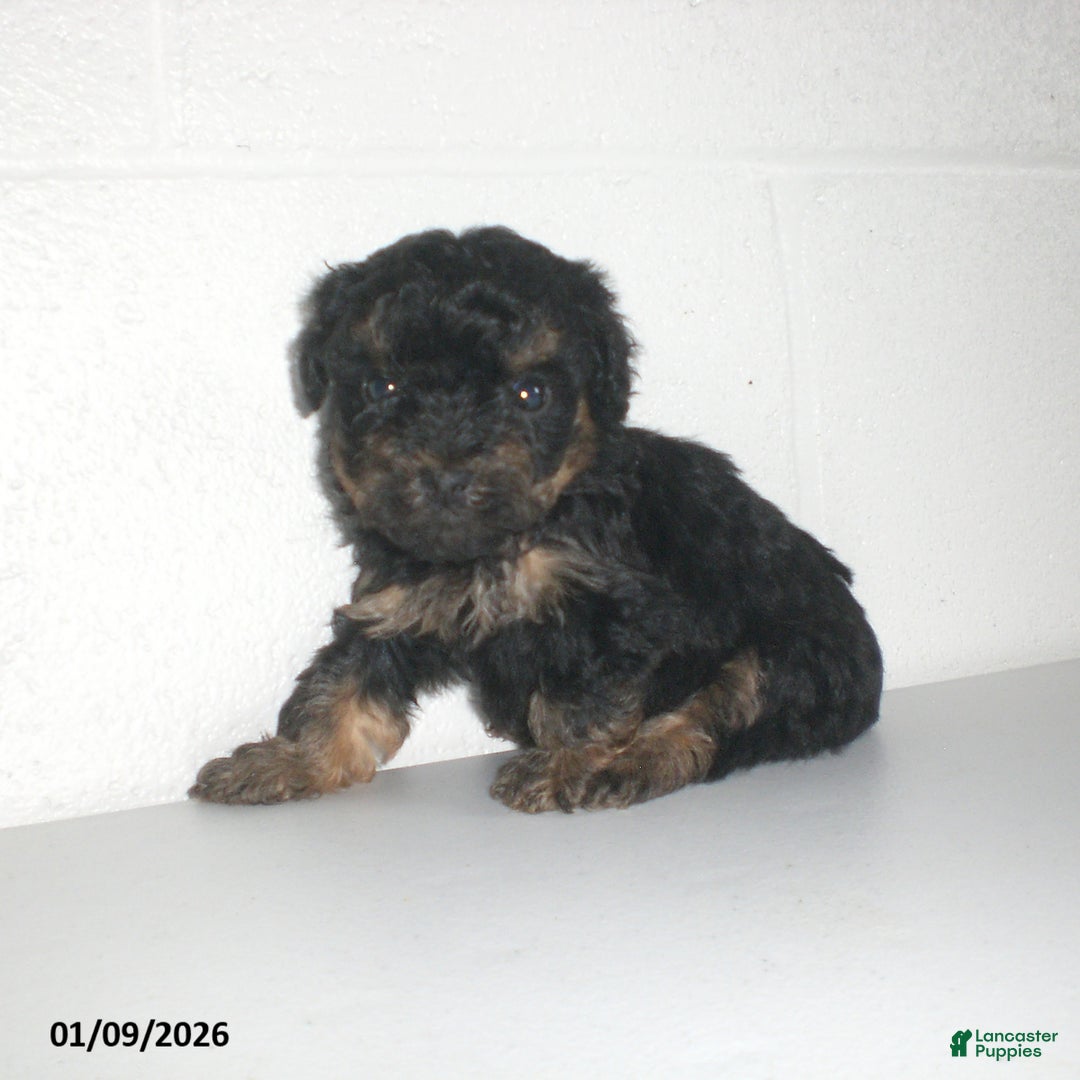 Yorkiepoo dogs for sale: Abby - Ad 14