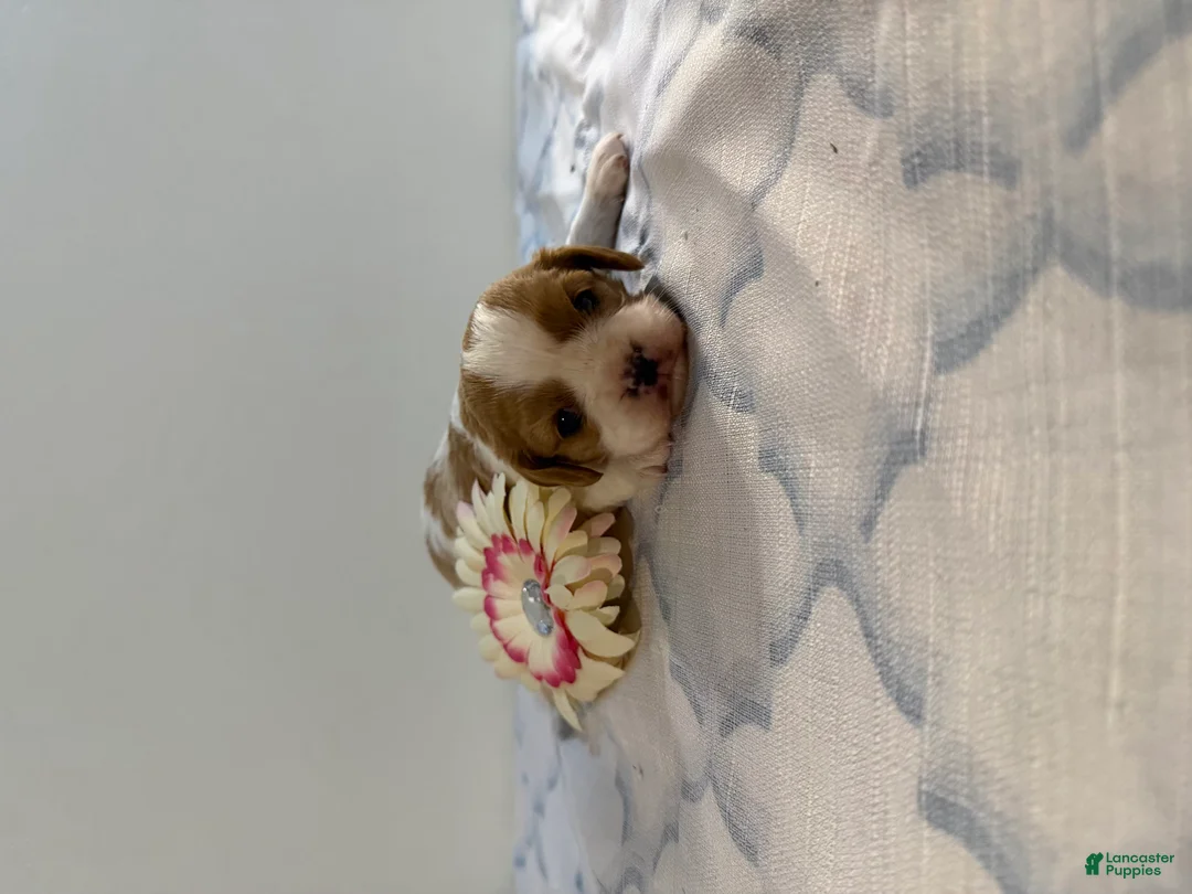 Cavalier King Charles Spaniel dogs for sale: Smartie Cavalier King Charles Spaniel puppy  - Ad 1