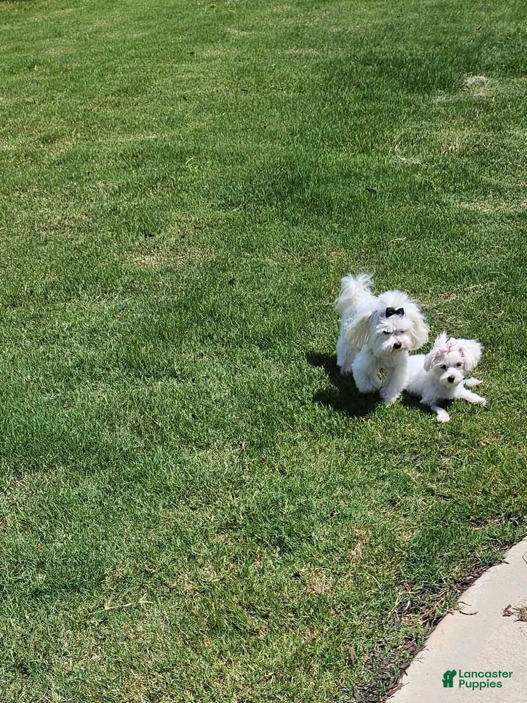 Maltese dogs for sale: Maltese Puppy 2 - Ad 2