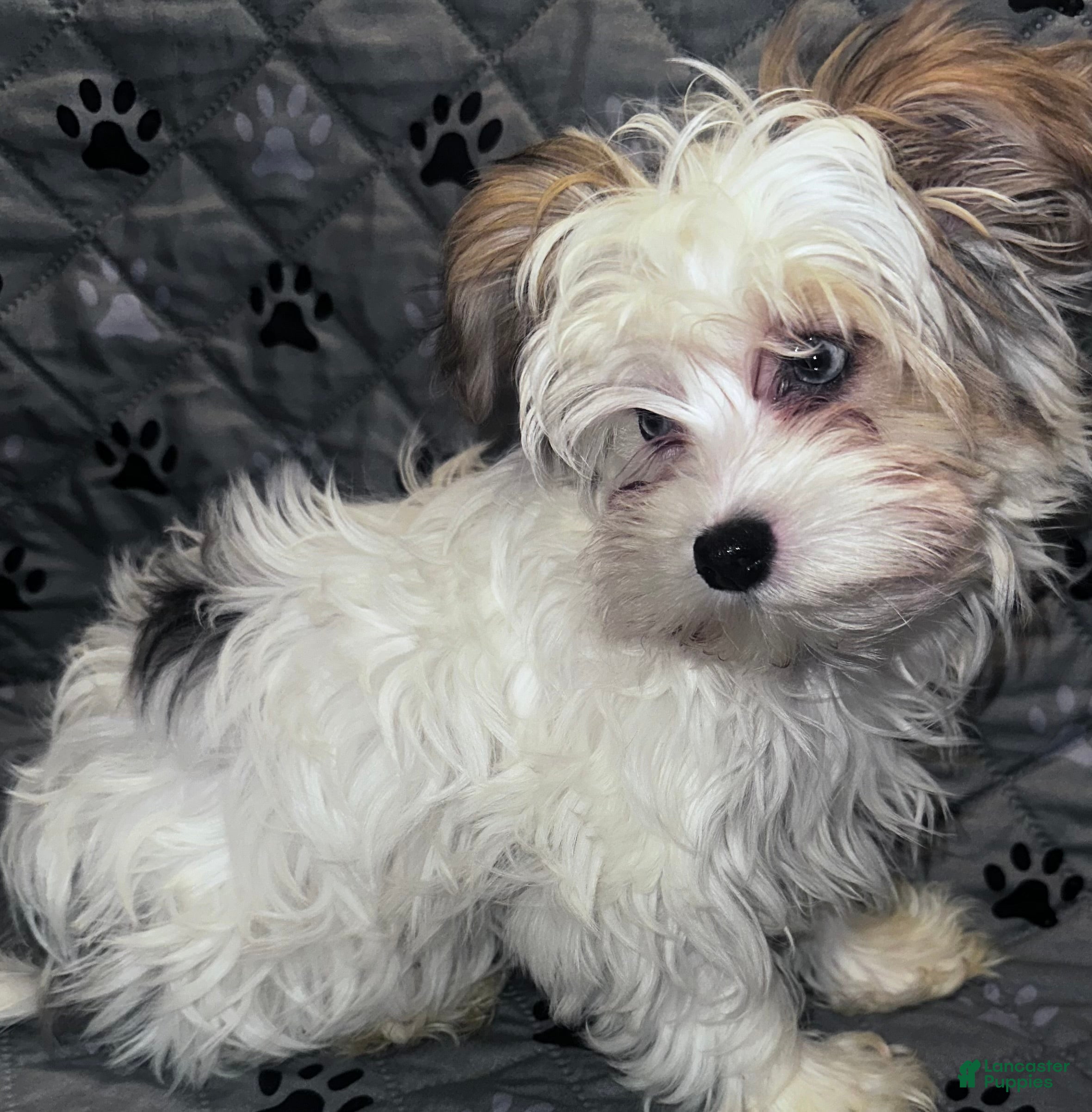 Yorkshire Terrier dogs for sale: Princess - Ad 22