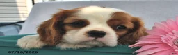Cavalier King Charles Spaniel dogs for sale: Rena  - Ad 4