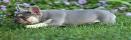 French Bulldog dogs for sale: Stella🌸 - Ad 8