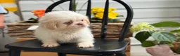 Shih Tzu dogs for sale: Jack - Ad 6