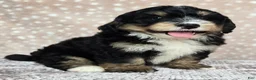 Mini Bernedoodle dogs for sale: Mini Willow - Ad 9