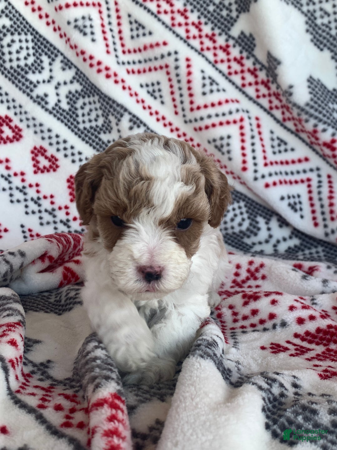 Cavapoo dogs for sale: Frost - Ad 3