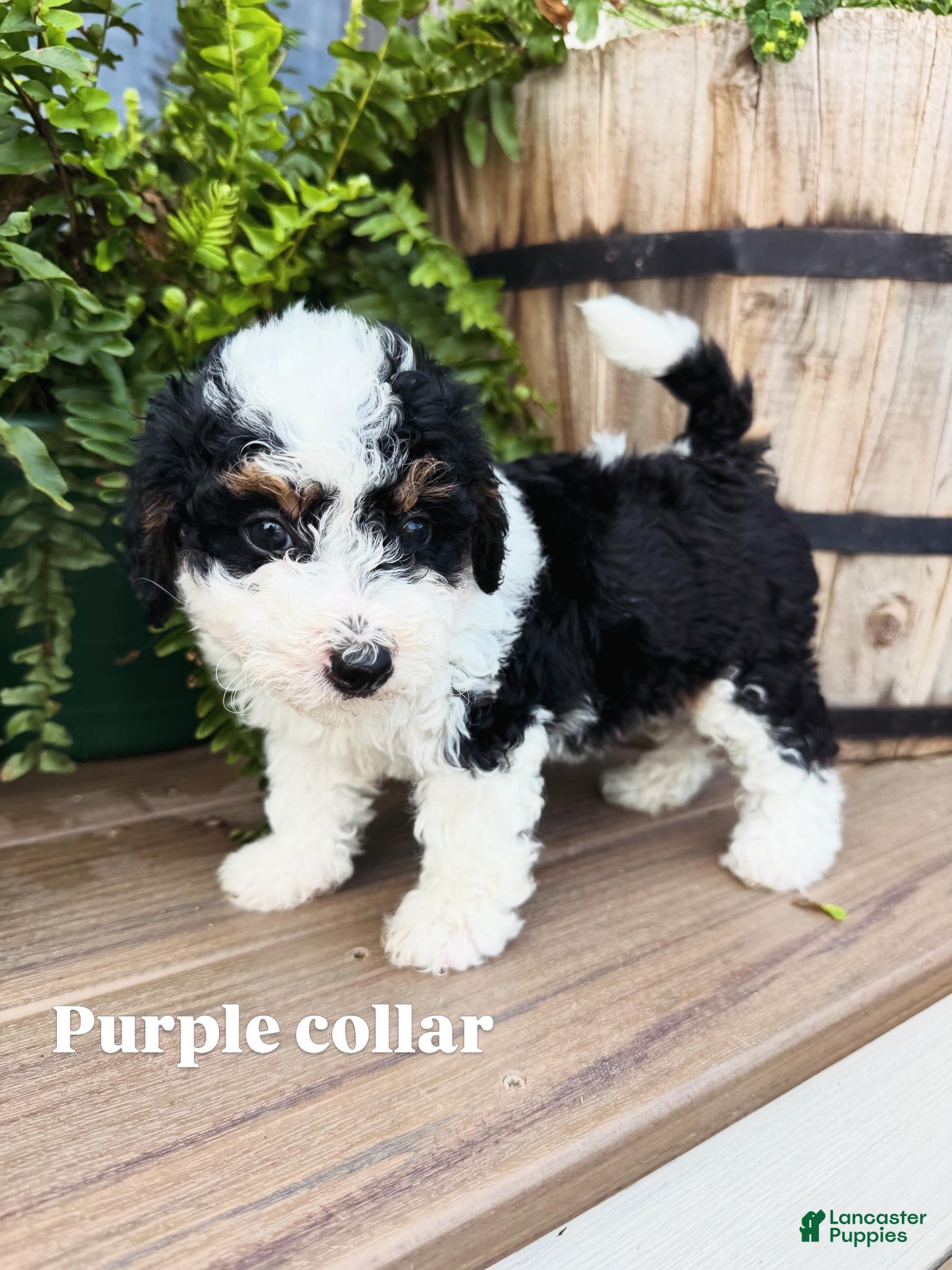 Mini Bernedoodle dogs Purple collar female  - Ad 1