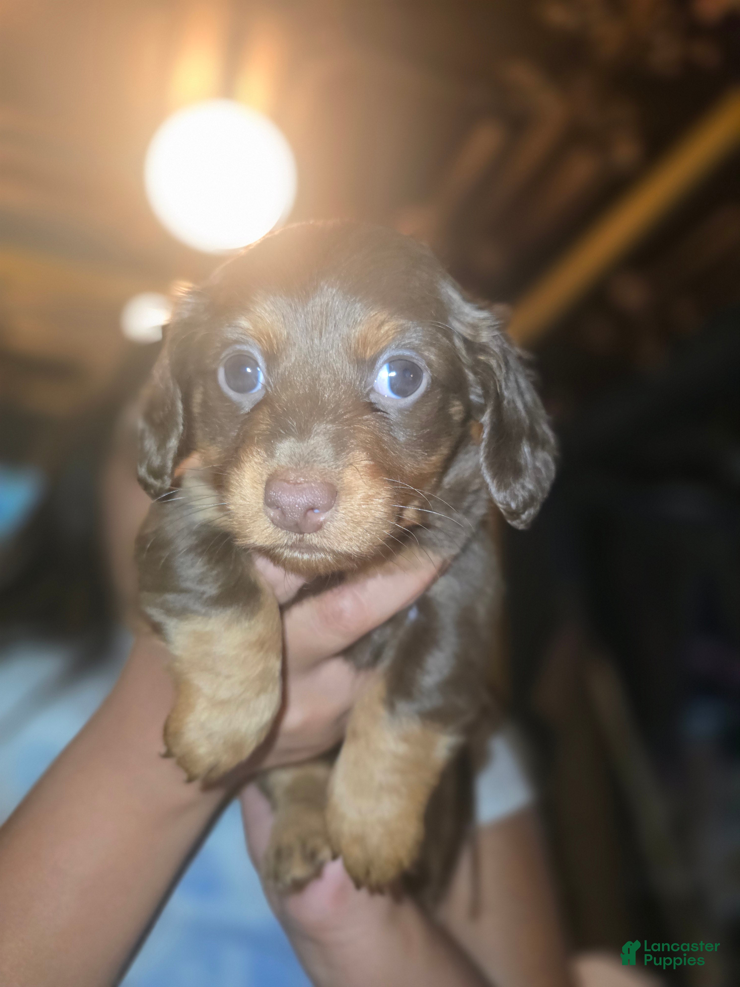Mixed Breed dogs Maple - Ad 2