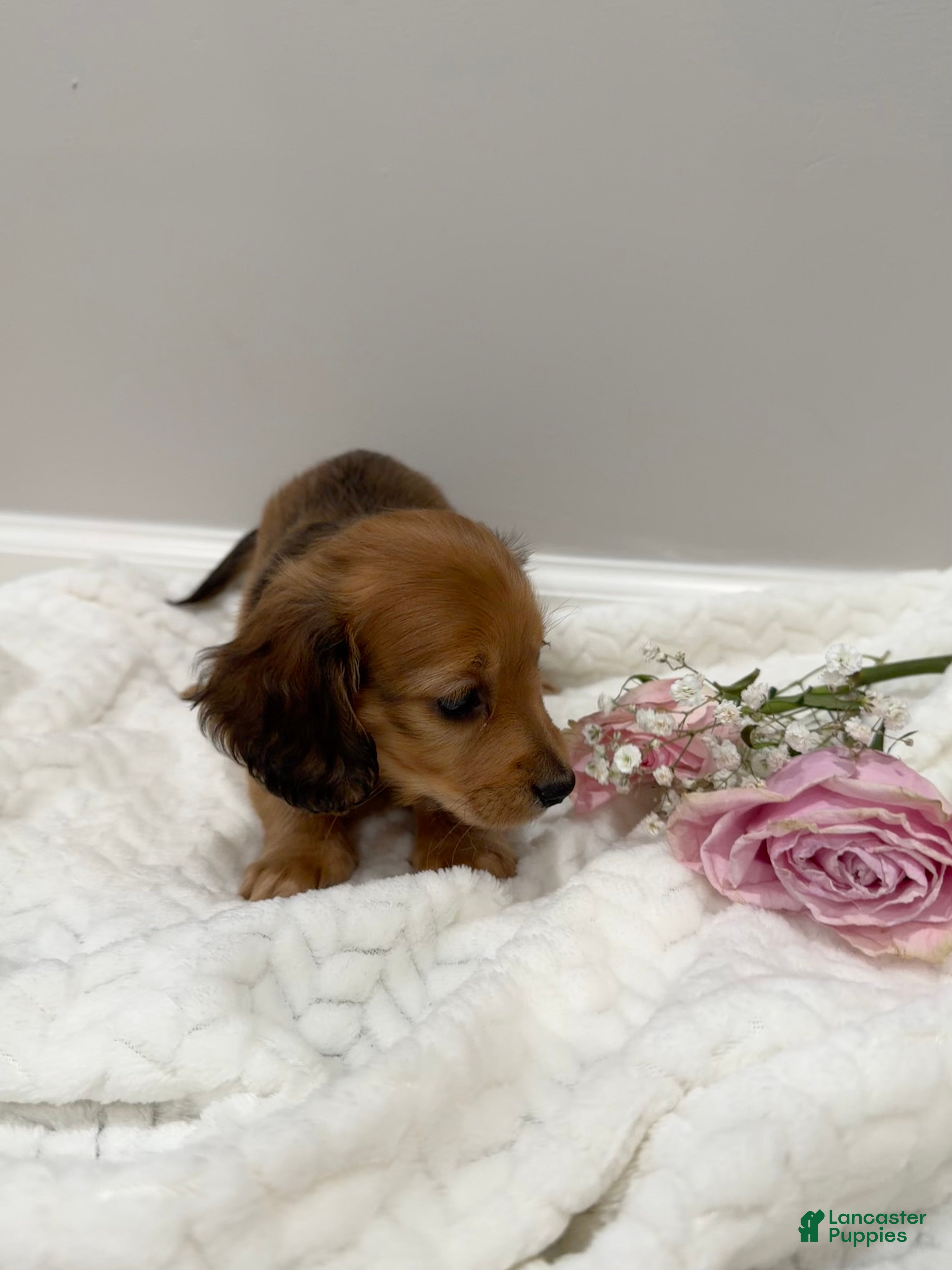 Miniature Dachshund dogs Coco - Ad 3