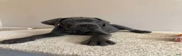 Cane Corso dogs for sale: Thor  - Ad 3