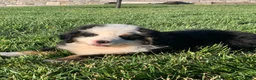 Bernese Mountain Dog dogs for sale: Rambo  - Ad 16