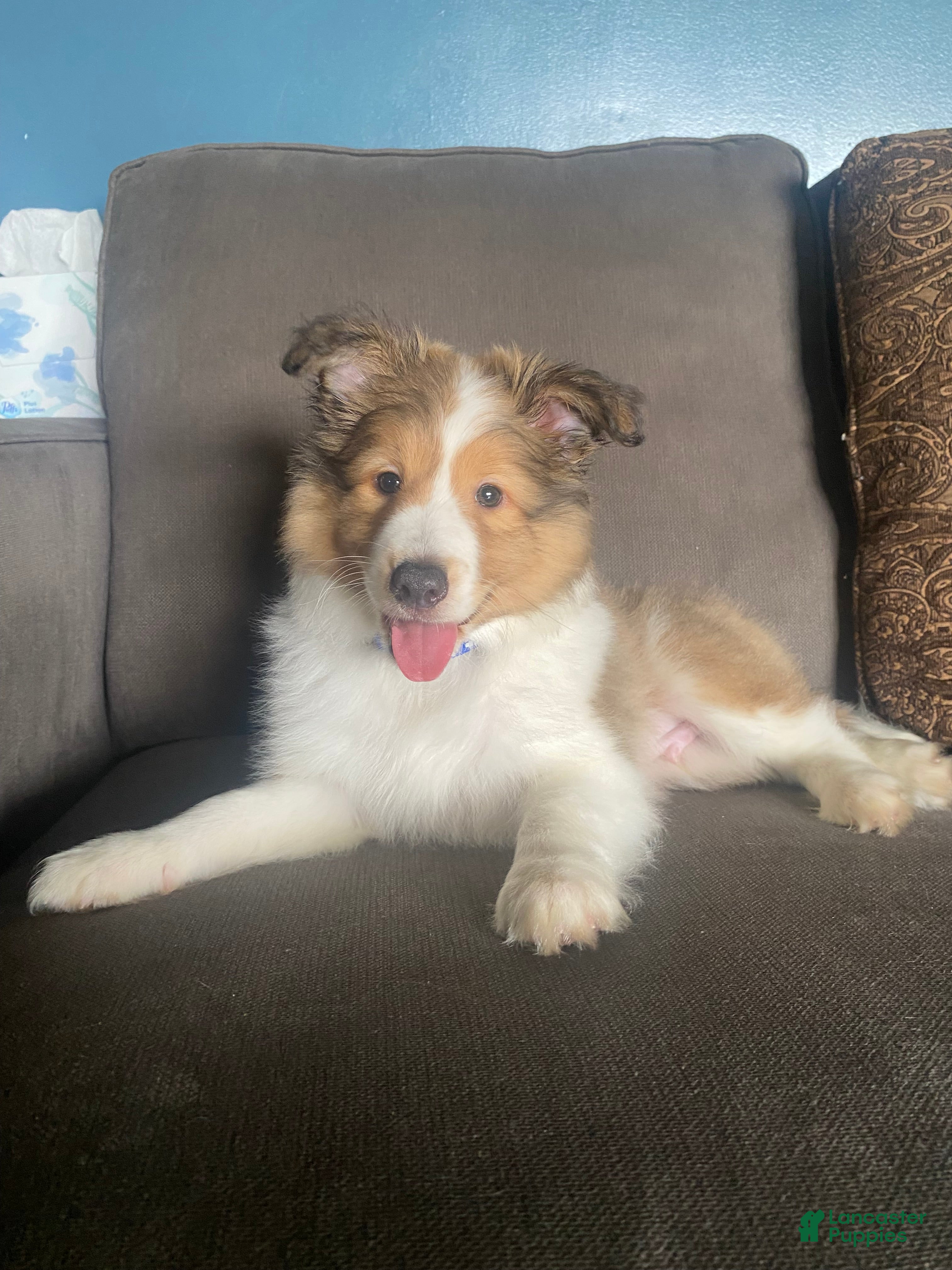 Shetland Sheepdog dogs Shetland Sheepdog Puppy 1 - Ad 1
