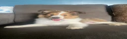Shetland Sheepdog dogs for sale: Shetland Sheepdog Puppy 1 - Ad 1