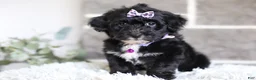 Yorkiepoo dogs for sale: Raven - Ad 14