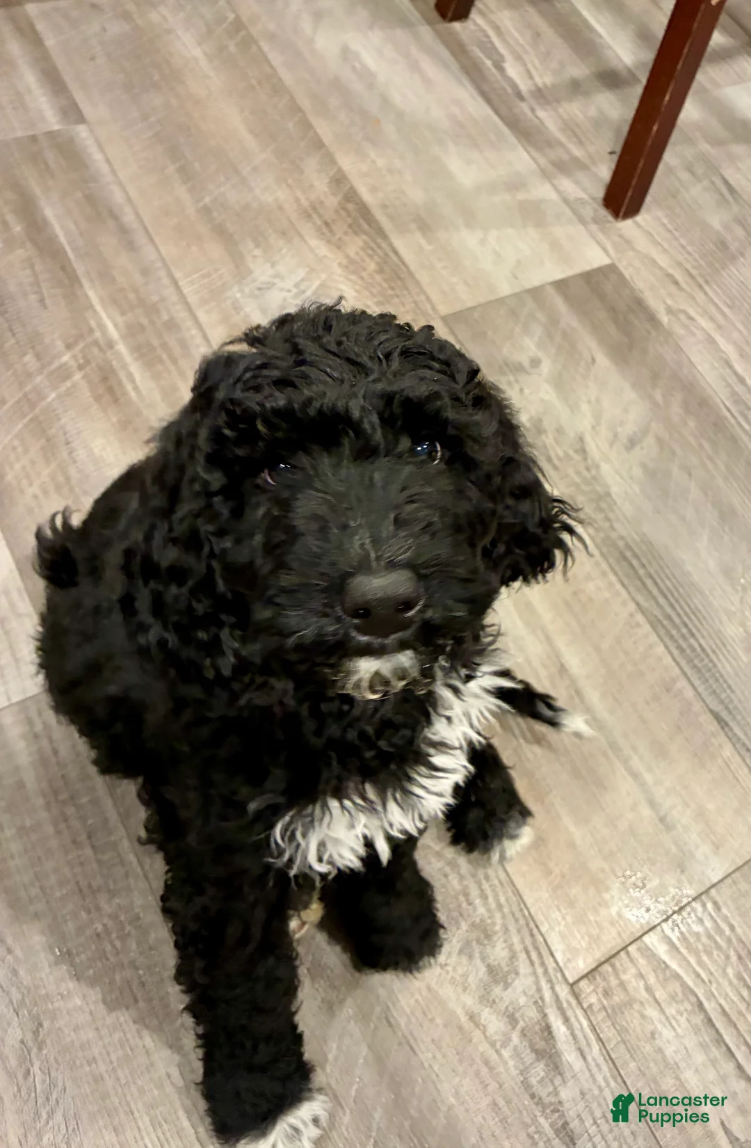 Bernedoodle dogs for sale: Bernedoodle Puppy 6 - Ad 1
