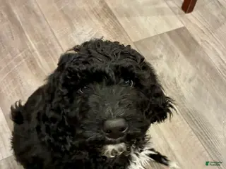 Bernedoodle dogs for sale: Bernedoodle Puppy 6 - Ad 4