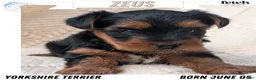 Yorkshire Terrier dogs for sale: Zeus - Ad 1