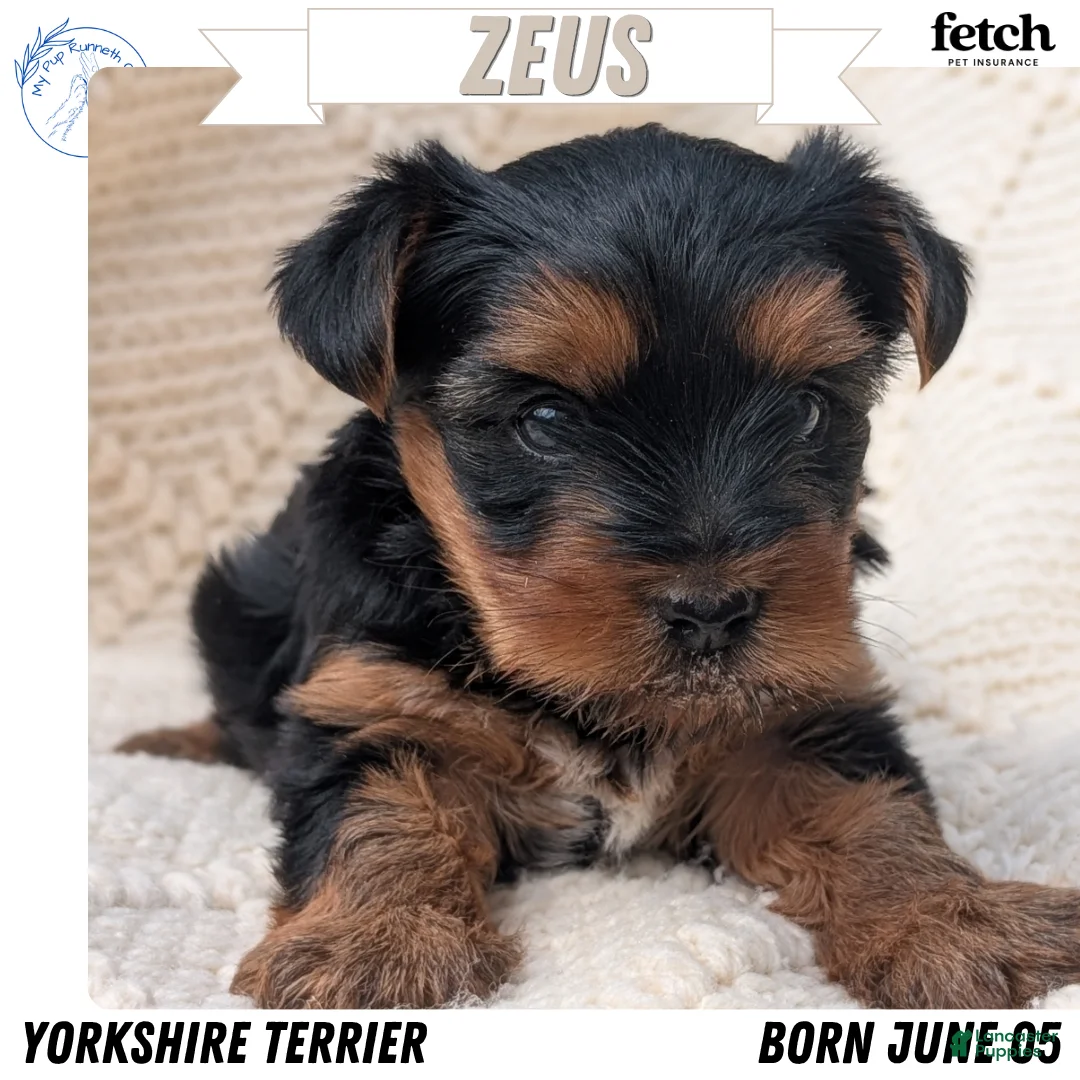 Yorkshire Terrier dogs for sale: Zeus - Ad 1