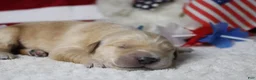 Golden Retriever dogs for sale: Pumpernickel  - Ad 5