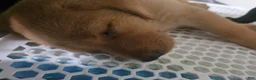 Labrador Retriever dogs for sale: Mario - Ad 3