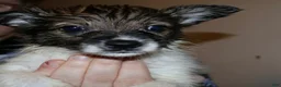 Mixed Breed dogs for sale: Mickey - Ad 1
