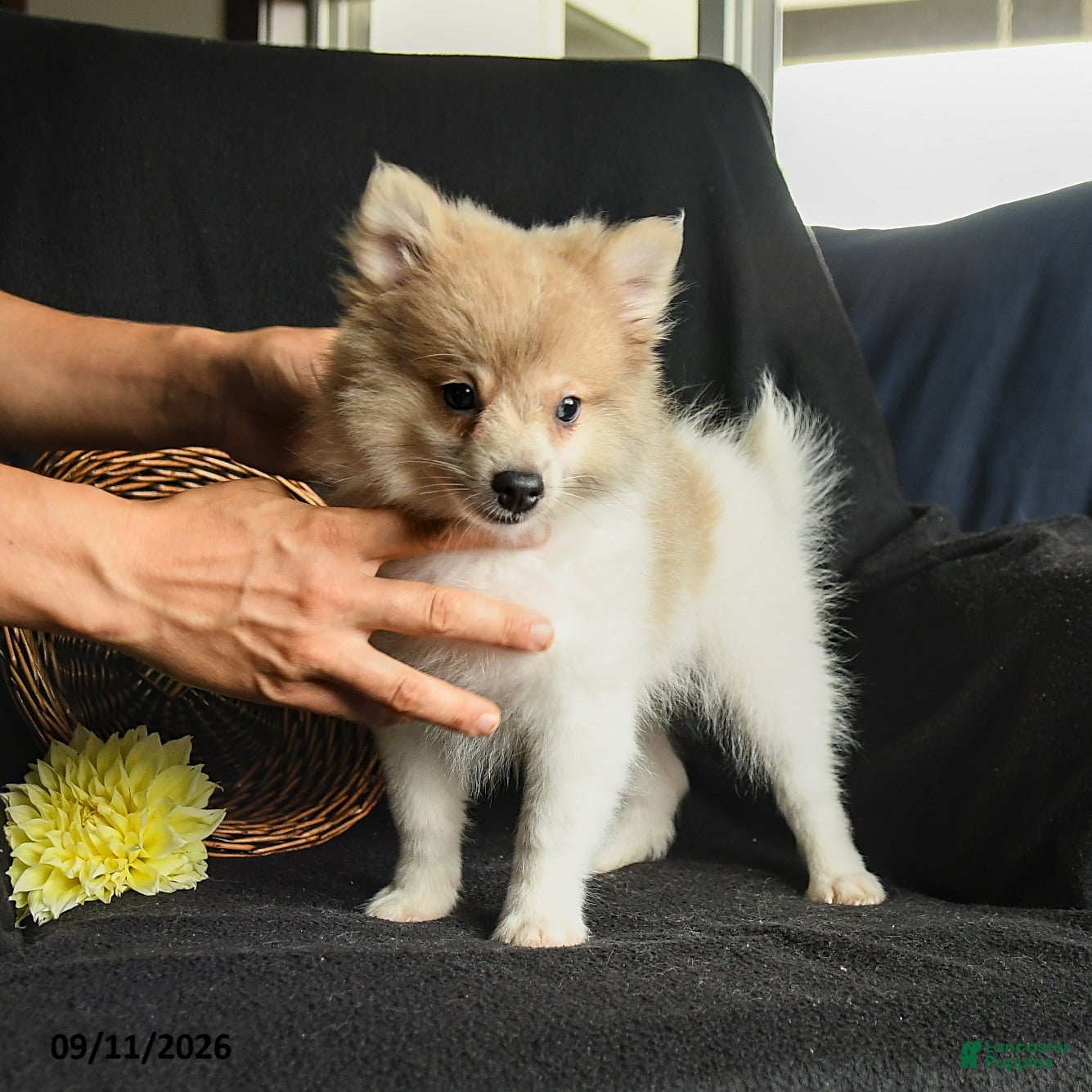Pomeranian dogs Porter - Ad 2