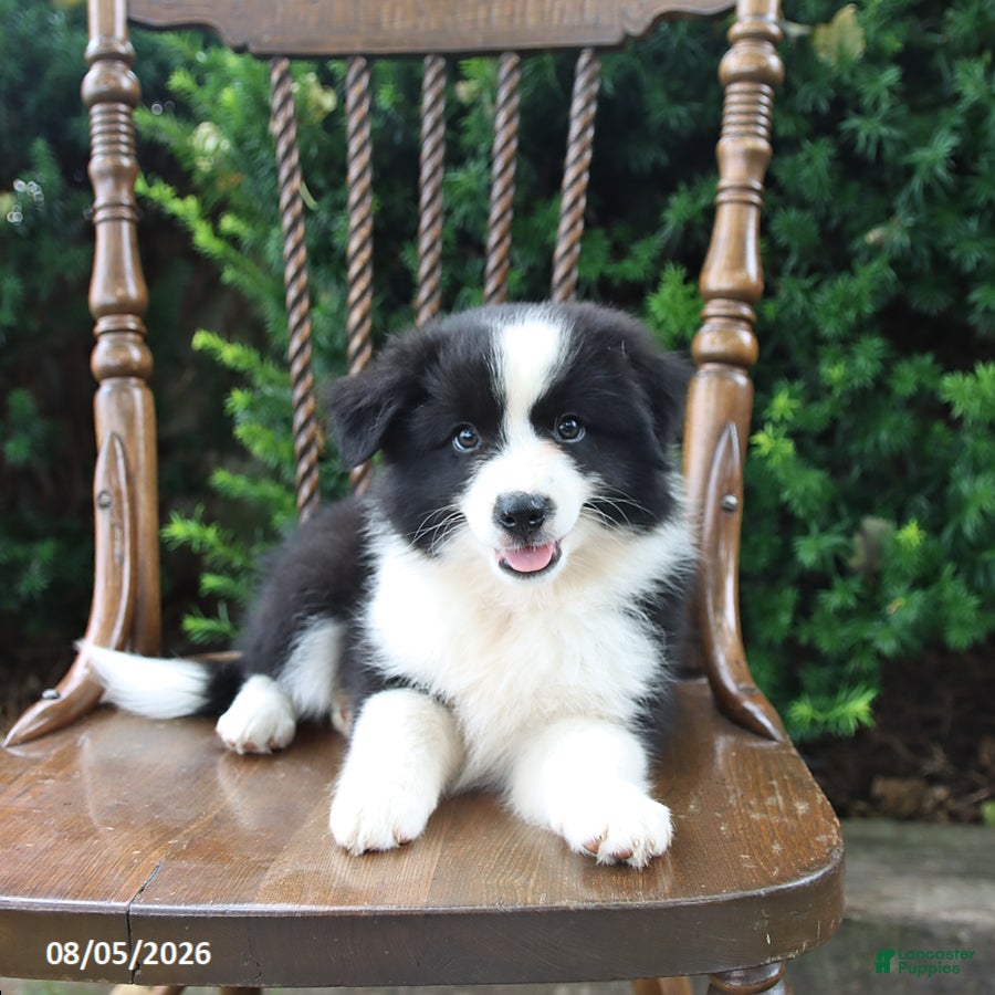 Mixed Breed dogs for sale: Dora - Ad 4