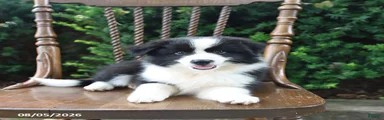 Dora