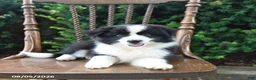 Mixed Breed dogs for sale: Dora - Ad 1