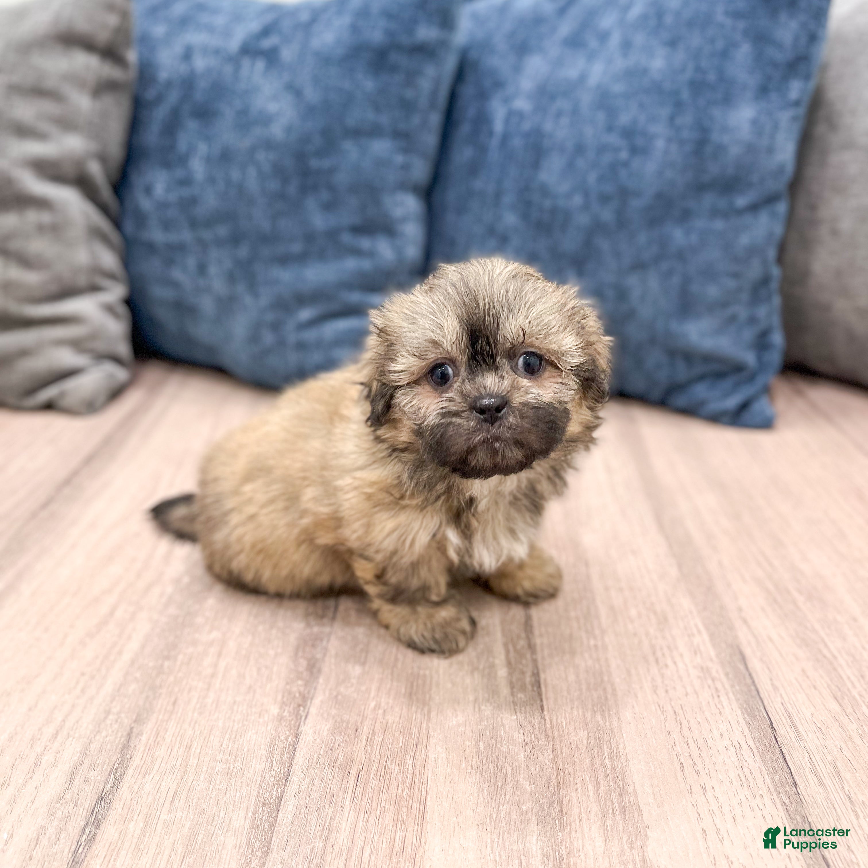 Teddy Bear dogs for sale: Willow - Ad 3