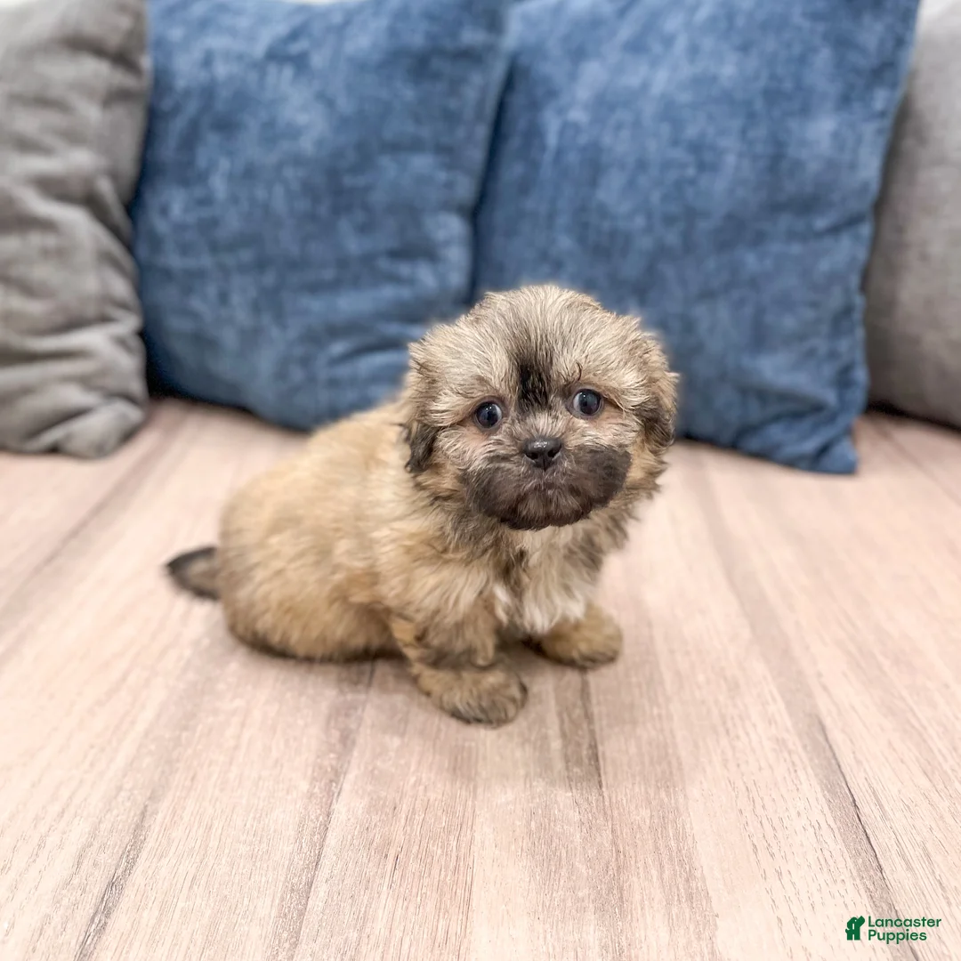 Teddy Bear dogs for sale: Willow - Ad 1