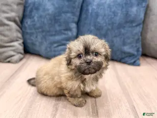 Teddy Bear dogs for sale: Willow - Ad 3