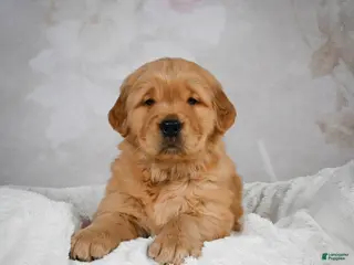 Golden Retriever dogs Rocky - Ad 11