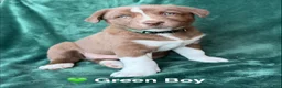 Mixed Breed dogs for sale: Green - Ad 3