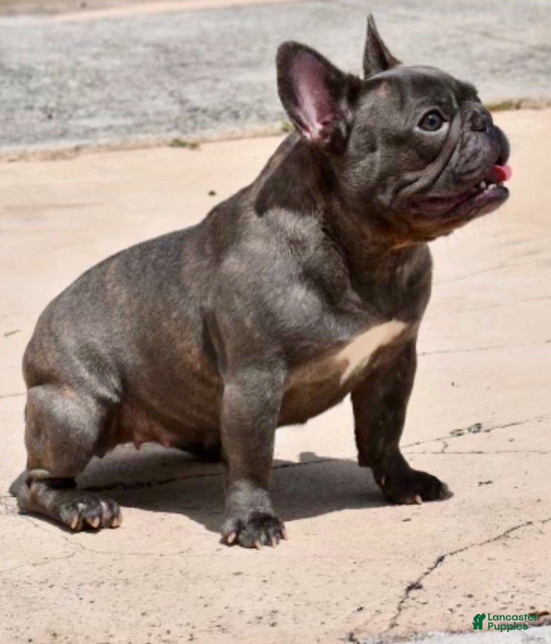 French Bulldog dogs for sale: French Bulldog Puppy 2 - Ad 11